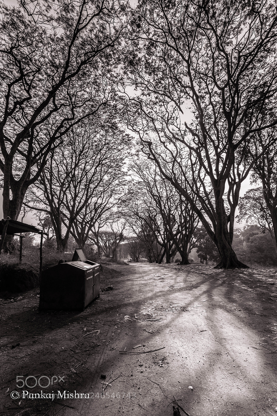 Canon EOS 600D (Rebel EOS T3i / EOS Kiss X5) sample photo. A tree grows in photography