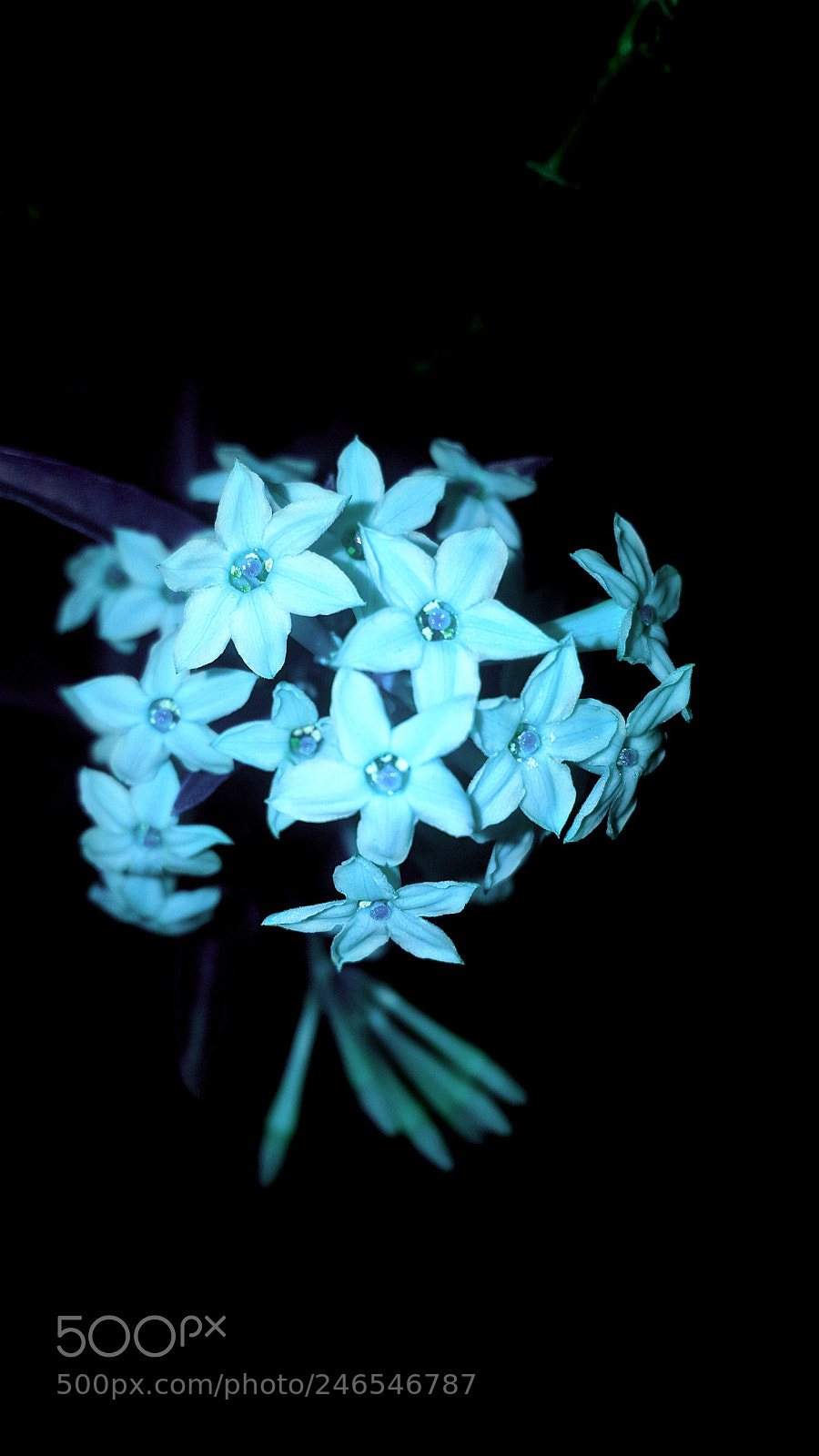 Samsung Galaxy S6 sample photo. In bloom photography