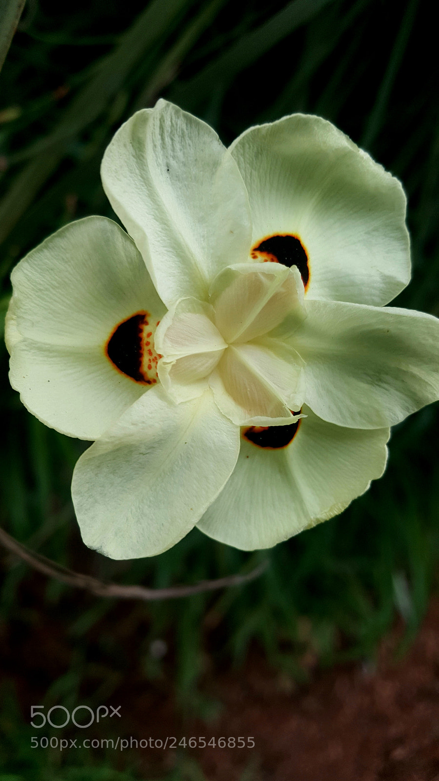 Samsung Galaxy S6 sample photo. In bloom photography
