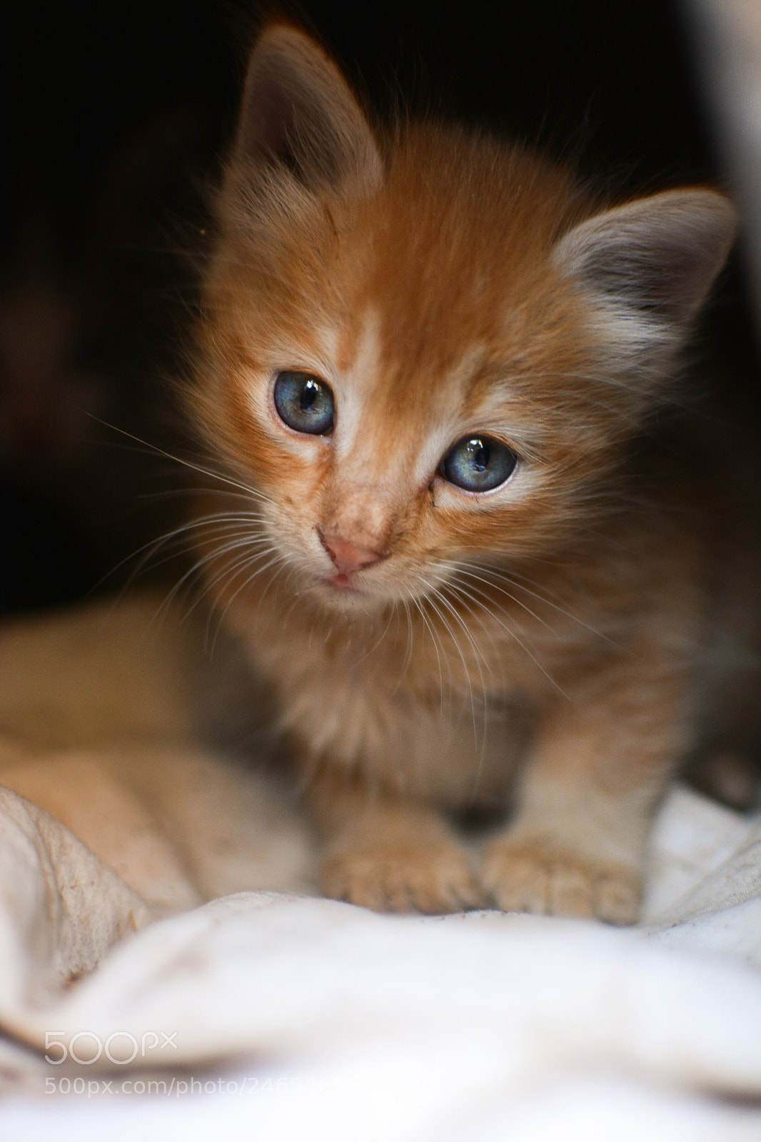 Nikon D5200 sample photo. Blue eyes photography