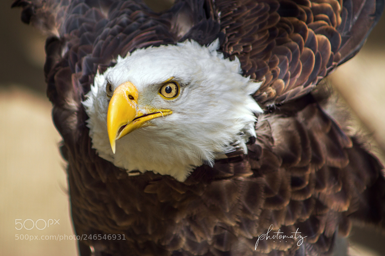 Sony SLT-A77 sample photo. Eagle face photography