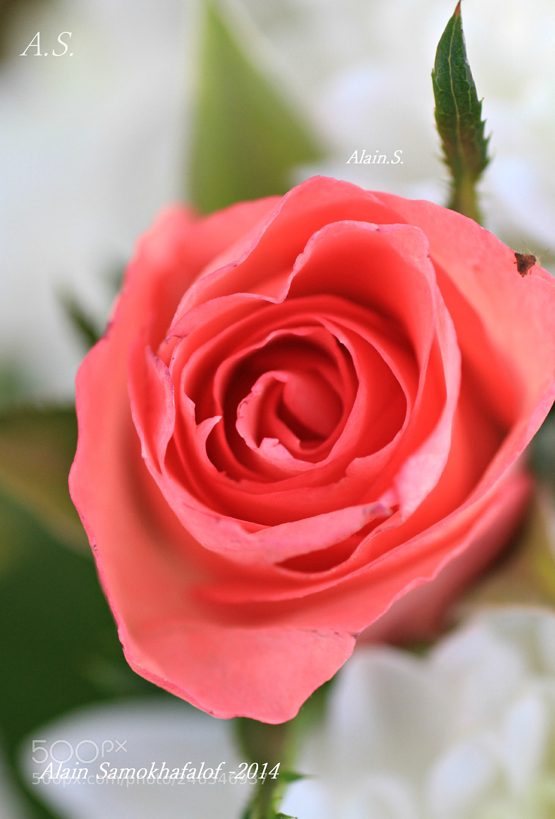 Canon EOS 7D sample photo. 286.jpg photography