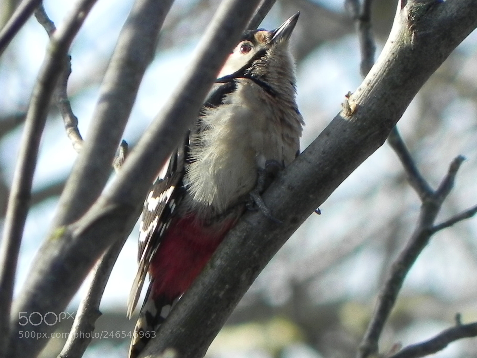 Nikon Coolpix P100 sample photo. Woodpecker on a branch photography