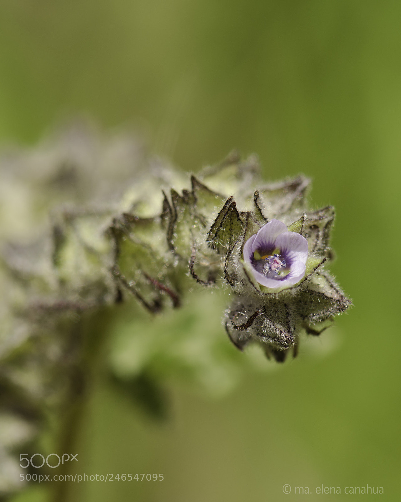 Nikon D5100 sample photo. Macro white flower at photography