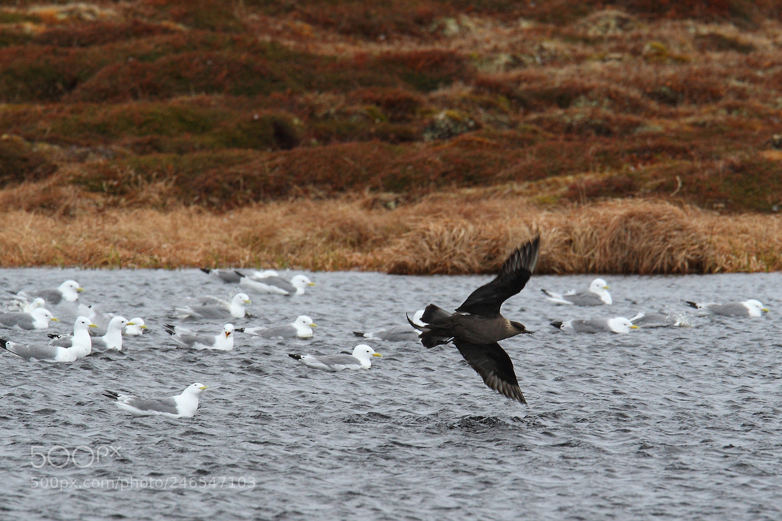 Canon EOS 7D sample photo. Parasitic jaeger stercorarius parasiticus photography