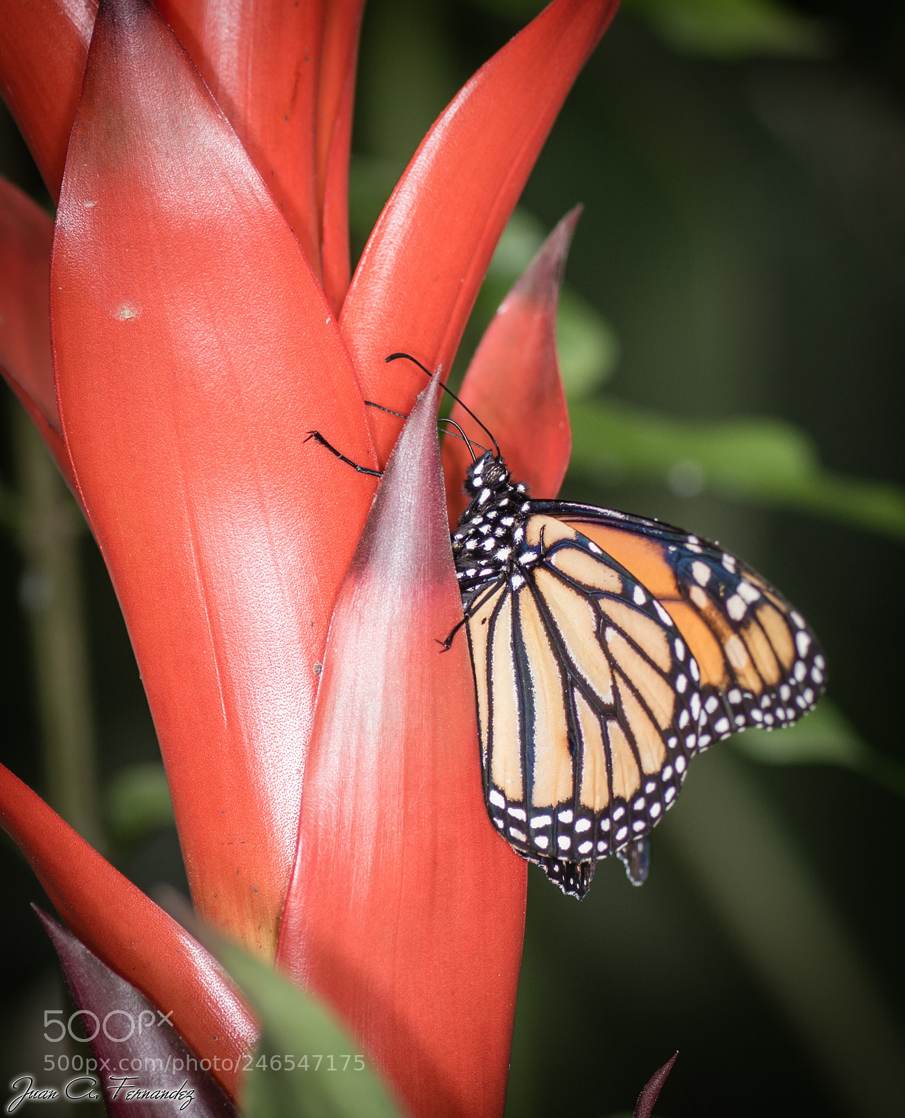 Nikon D7200 sample photo. Butterfly photography
