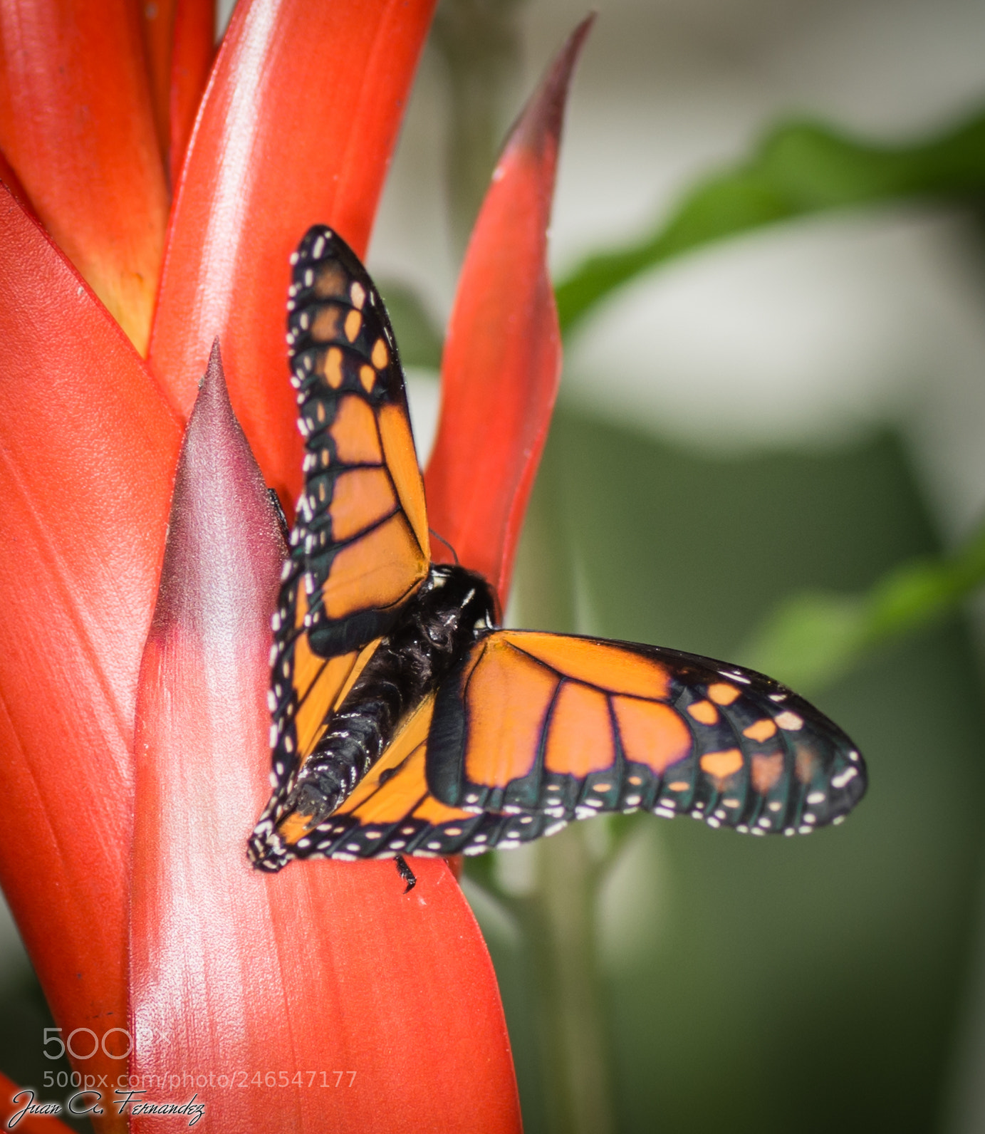Nikon D7200 sample photo. Butterfly photography