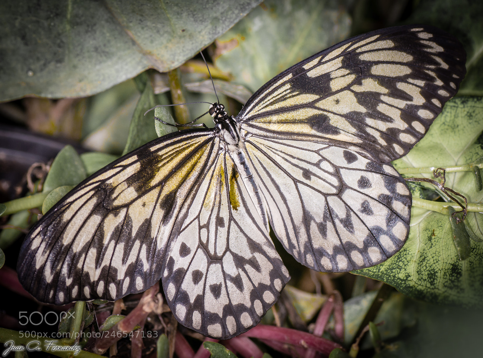 Nikon D7200 sample photo. Butterfly photography