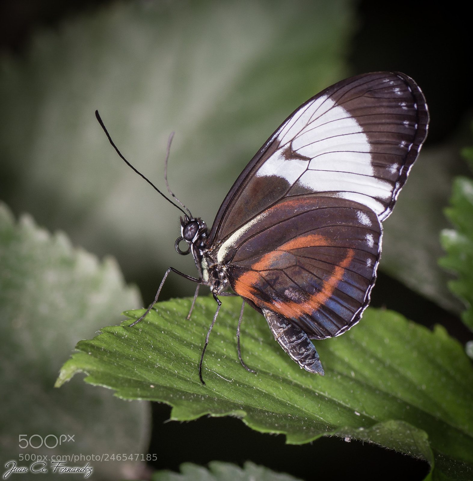 Nikon D7200 sample photo. Butterfly photography