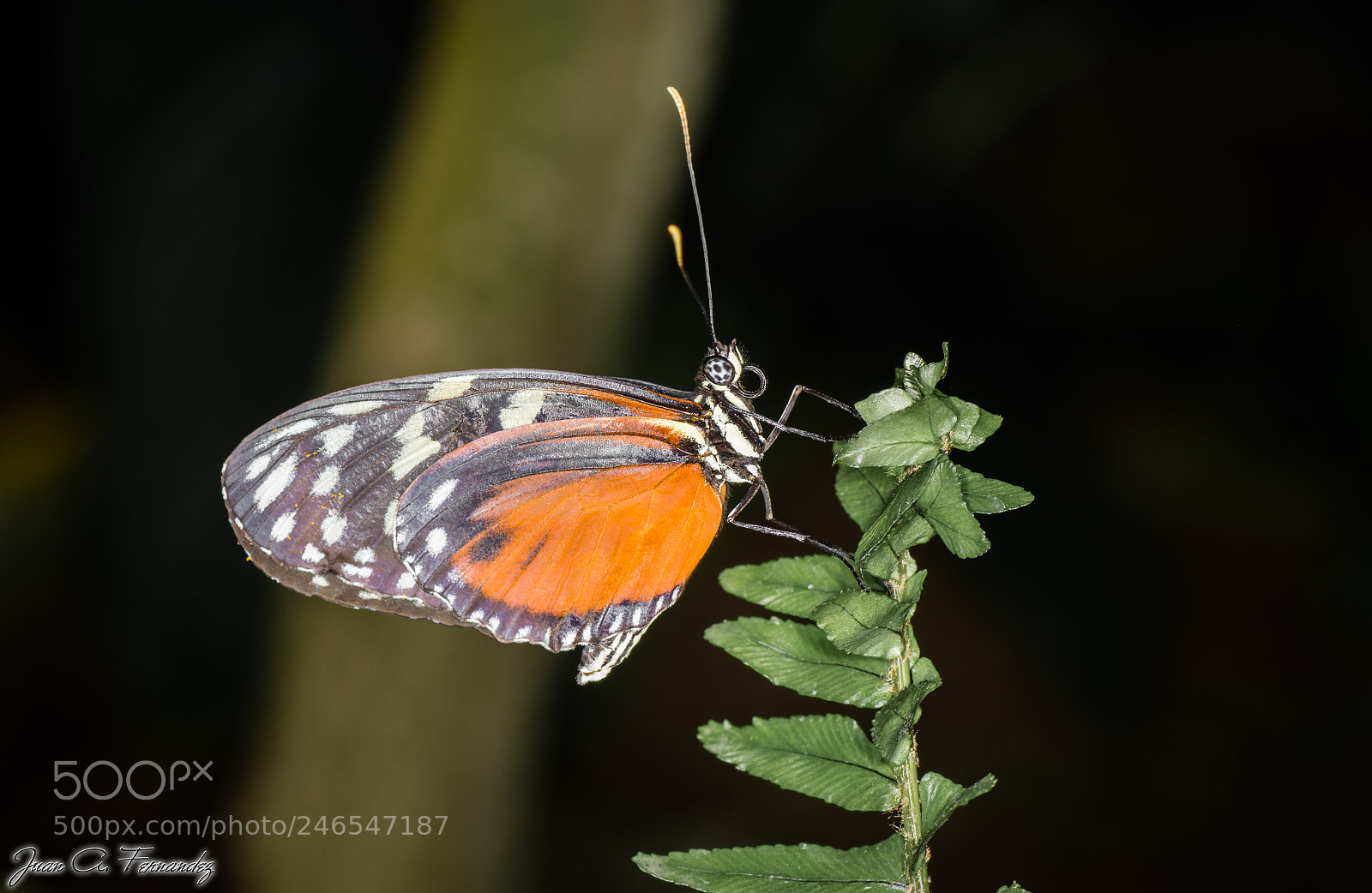 Nikon D7200 sample photo. Butterfly photography