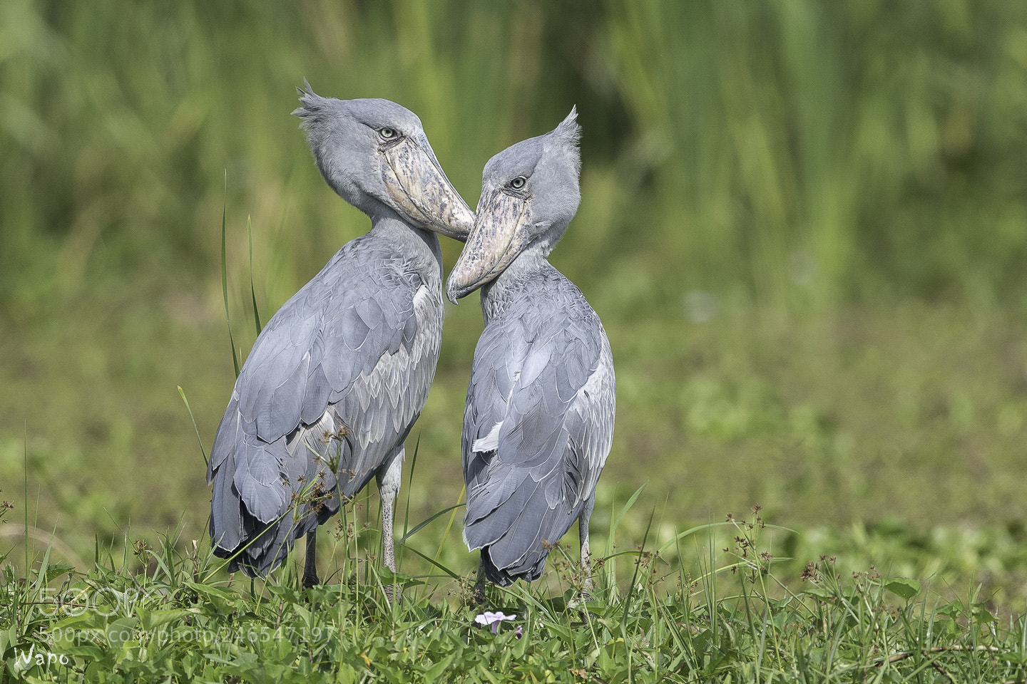 Nikon D500 sample photo. Shoebill couple photography