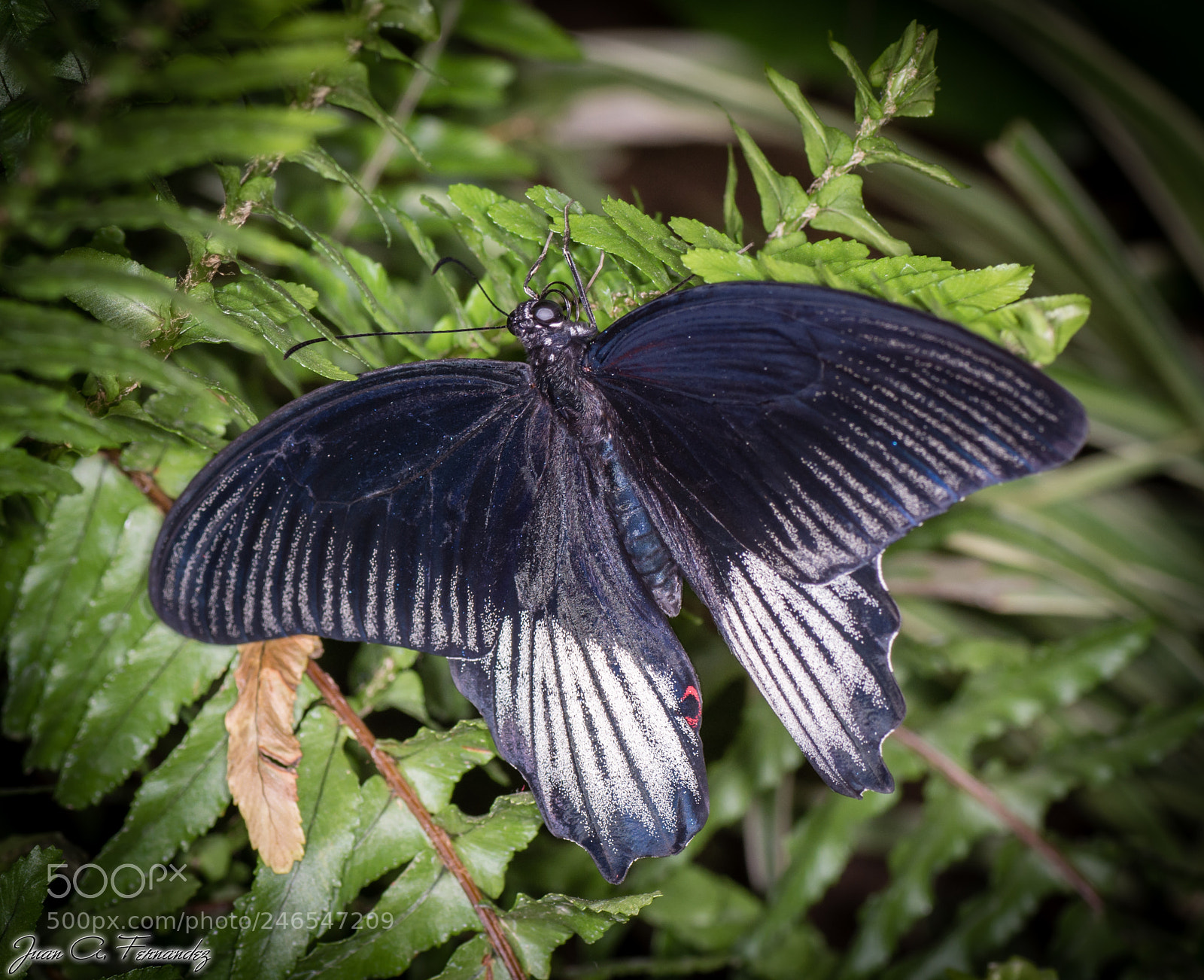 Nikon D7200 sample photo. Butterfly photography