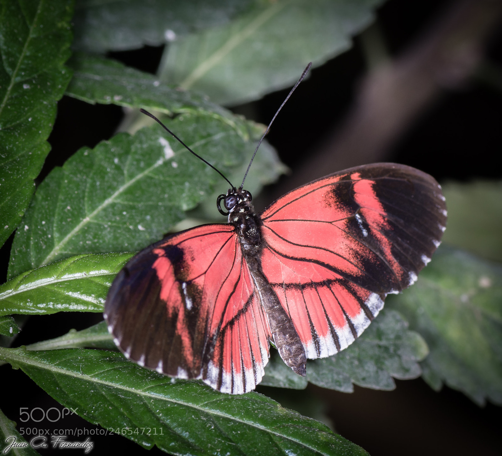 Nikon D7200 sample photo. Butterfly photography