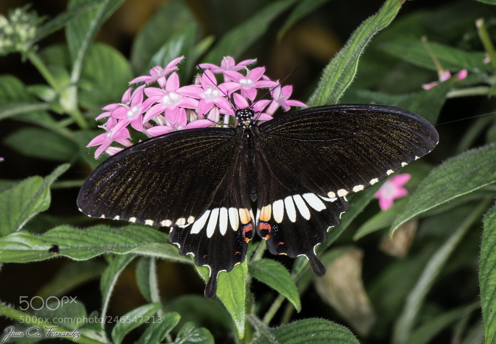 Nikon D7200 sample photo. Butterfly photography