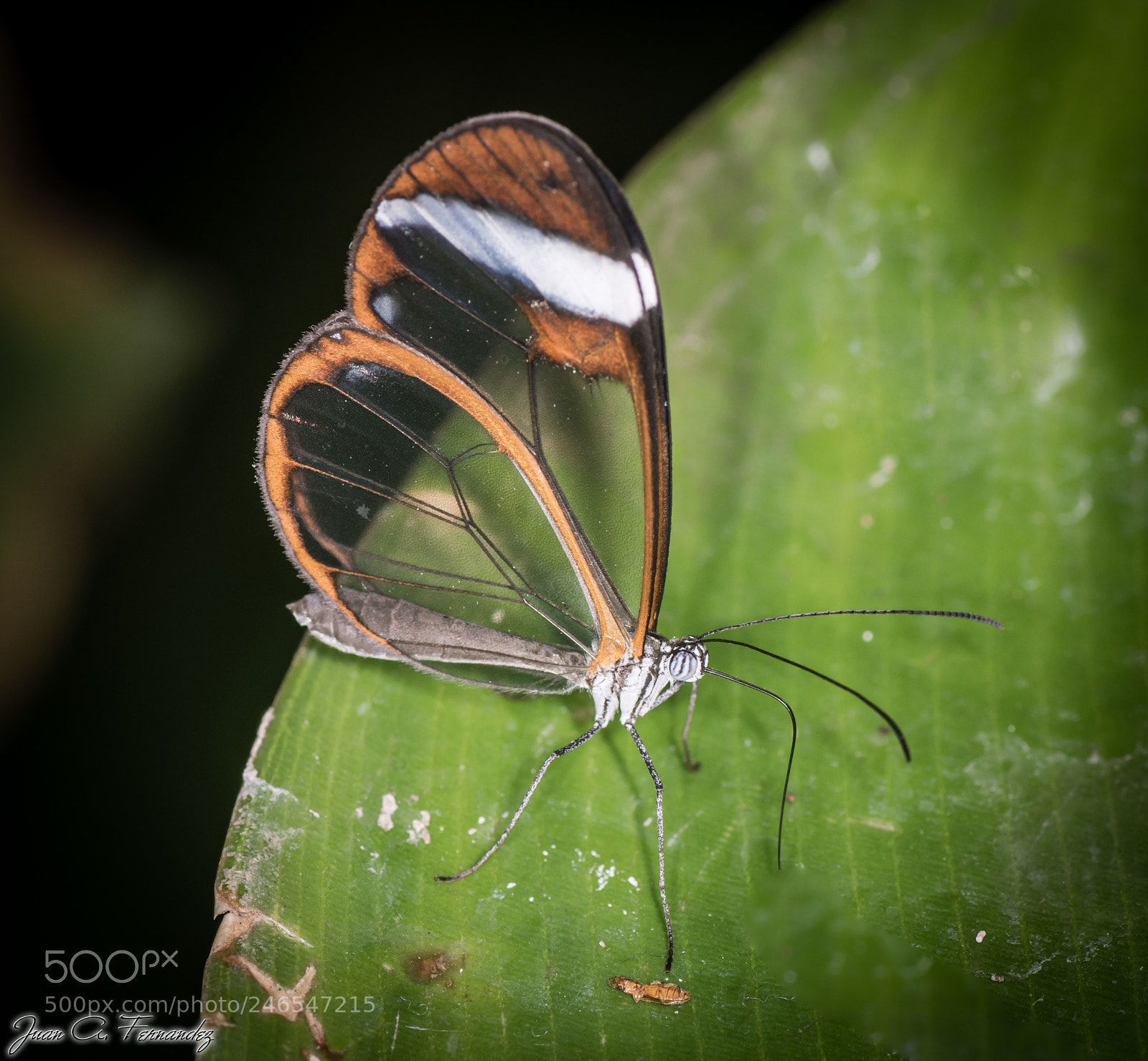 Nikon D7200 sample photo. Butterfly photography