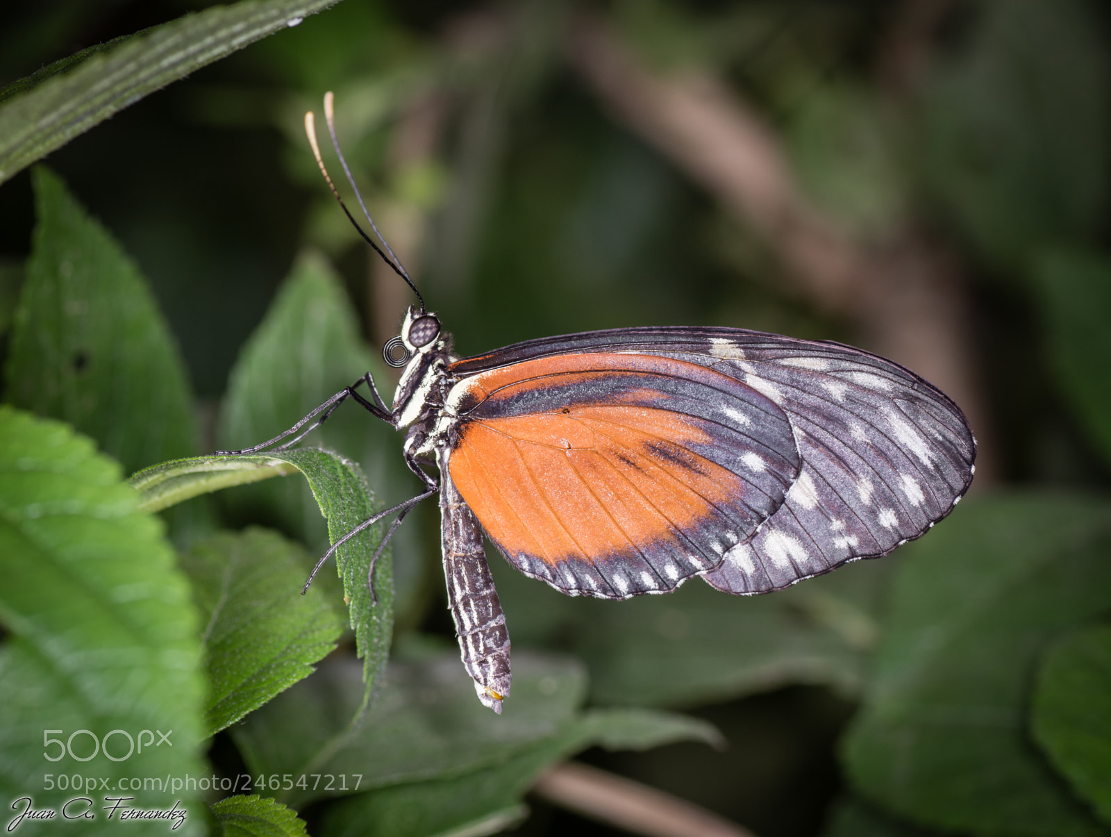 Nikon D7200 sample photo. Butterfly photography