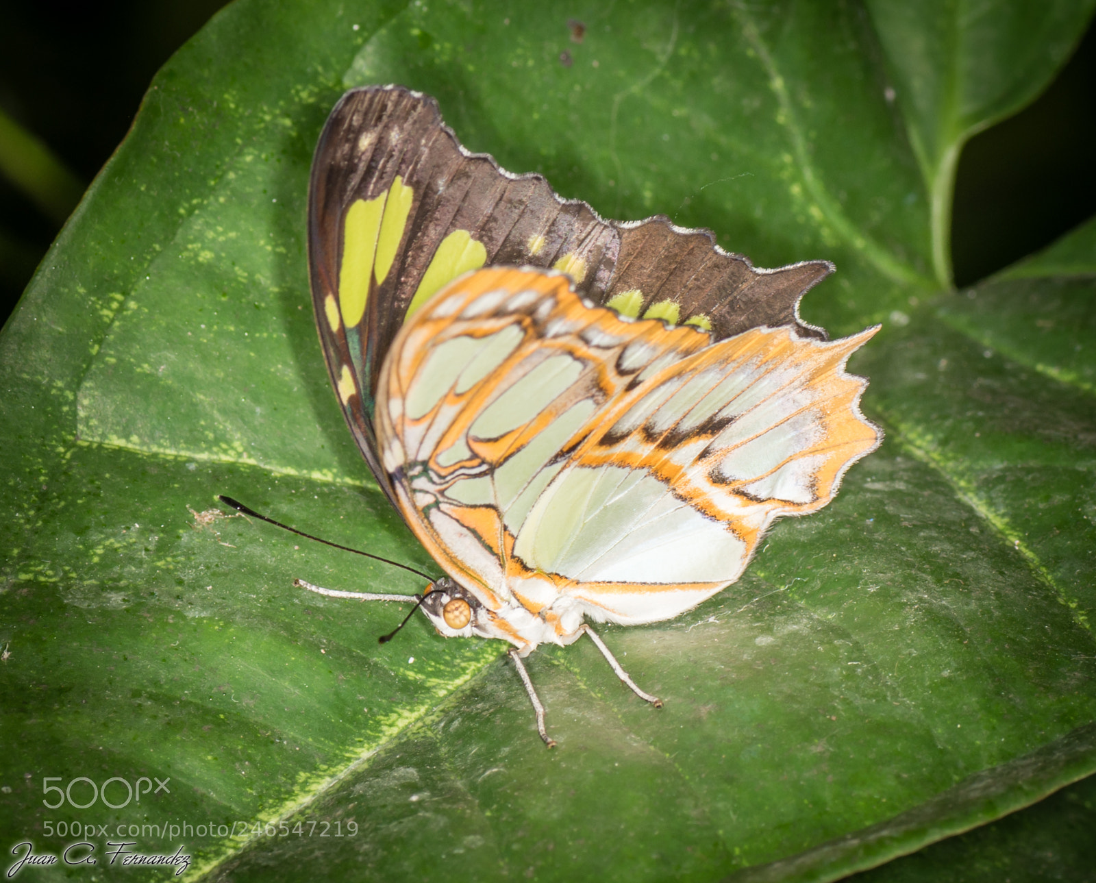 Nikon D7200 sample photo. Butterfly photography