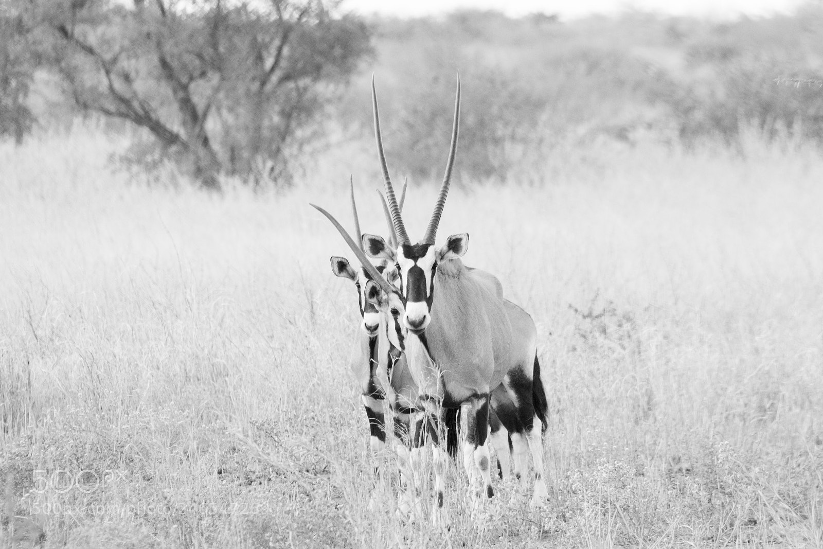 Canon EOS 7D Mark II sample photo. Oryx triptych photography