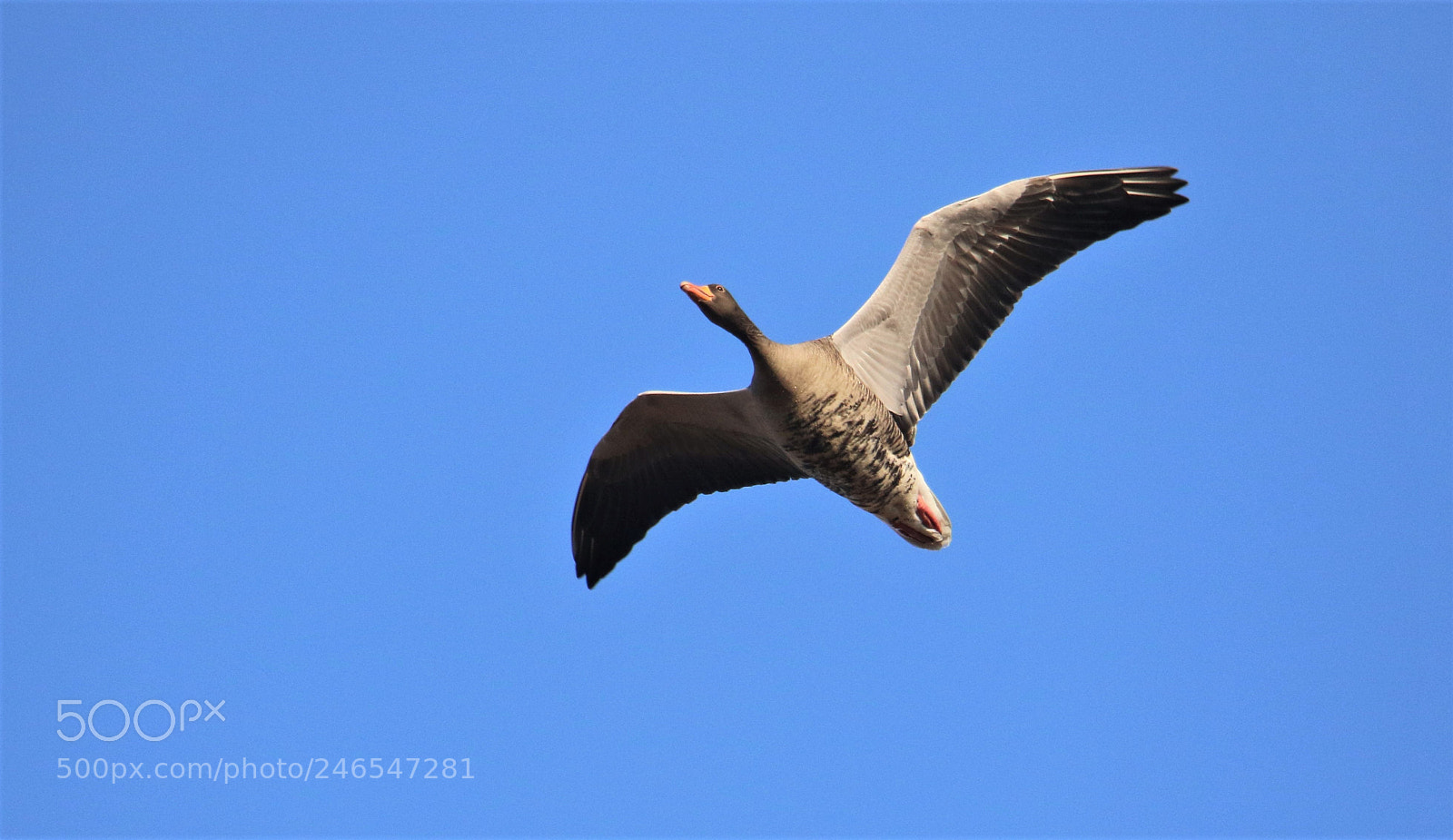 Canon EOS 7D Mark II sample photo. While waiting on a photography