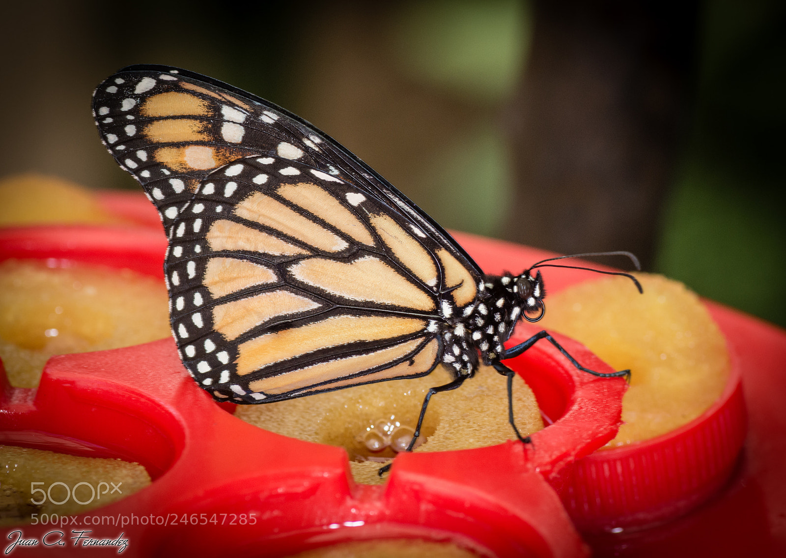 Nikon D7200 sample photo. Butterfly photography