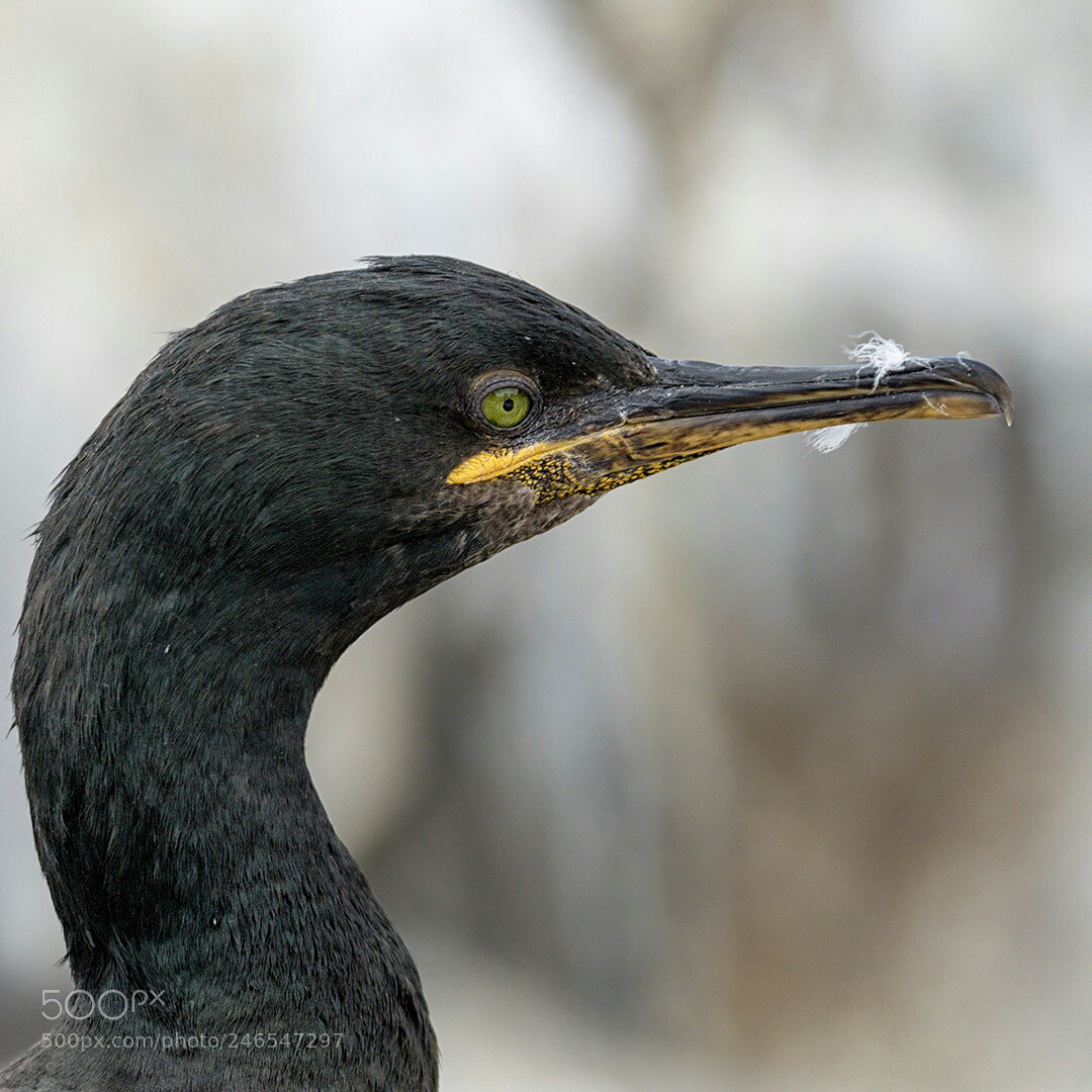Canon EOS 7D Mark II sample photo. Comorant photography