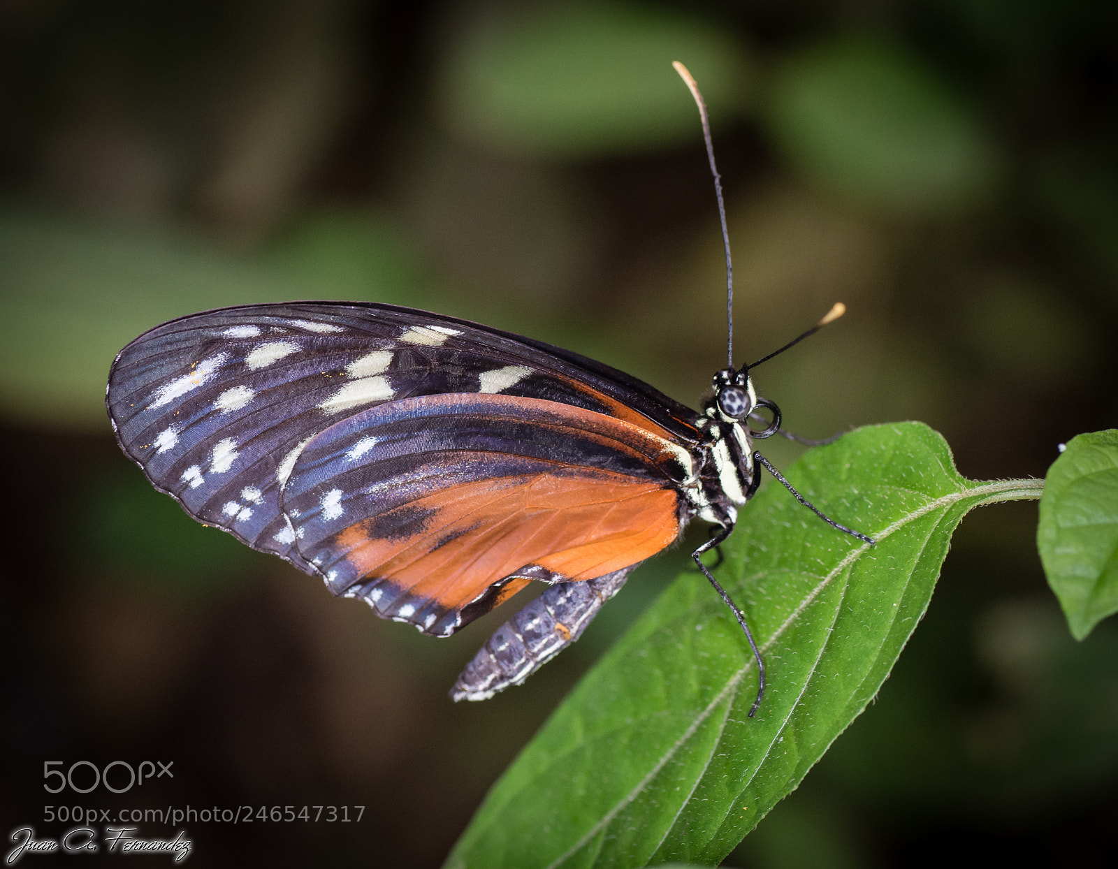 Nikon D7200 sample photo. Butterfly photography