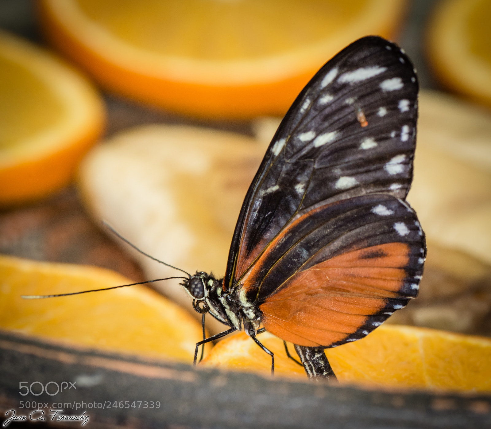 Nikon D7200 sample photo. Butterfly photography