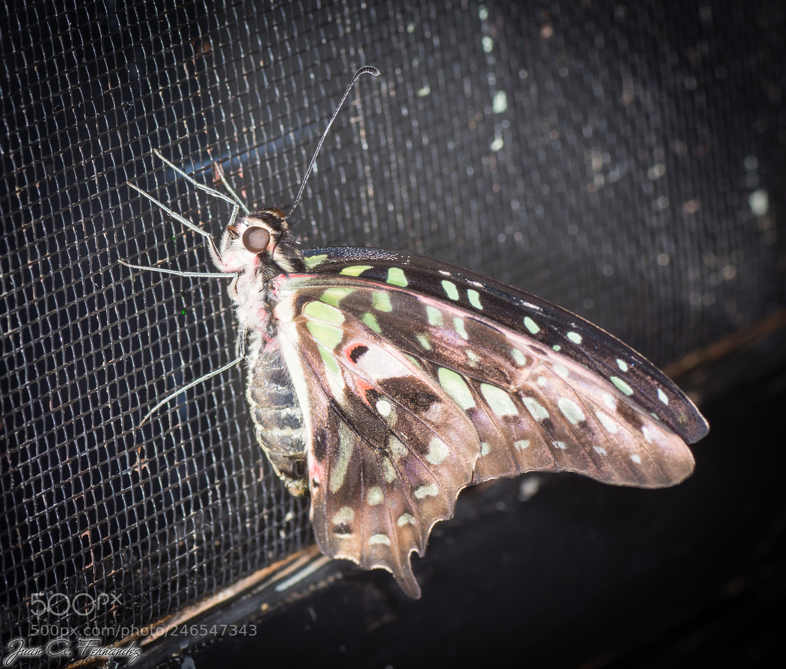 Nikon D7200 sample photo. Butterfly photography