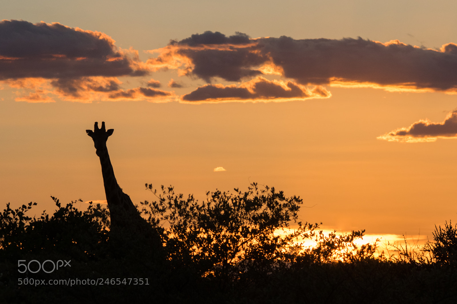 Canon EOS 7D Mark II sample photo. Giraffe sunset photography