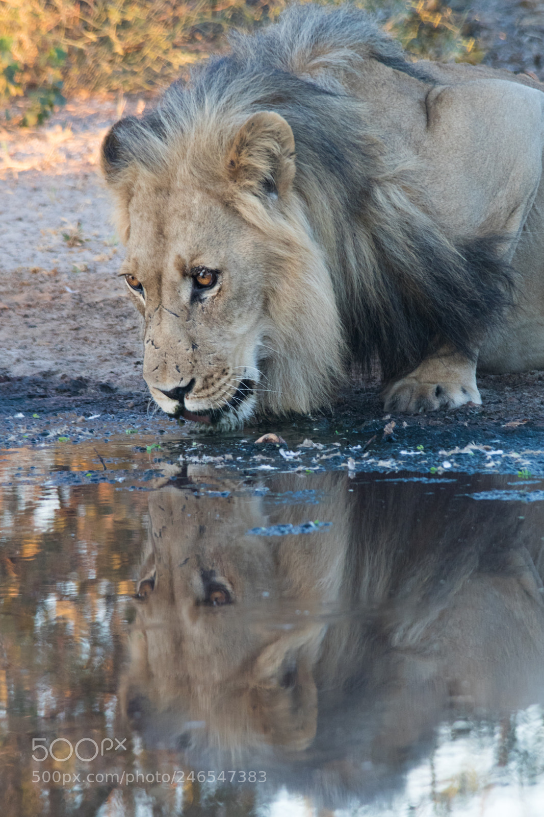Canon EOS 7D Mark II sample photo. Lion mirror photography