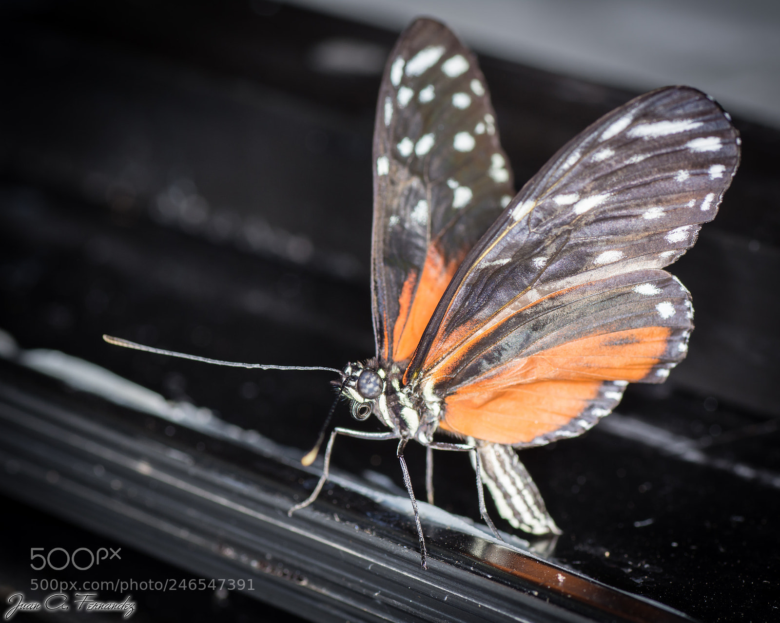 Nikon D7200 sample photo. Butterfly photography