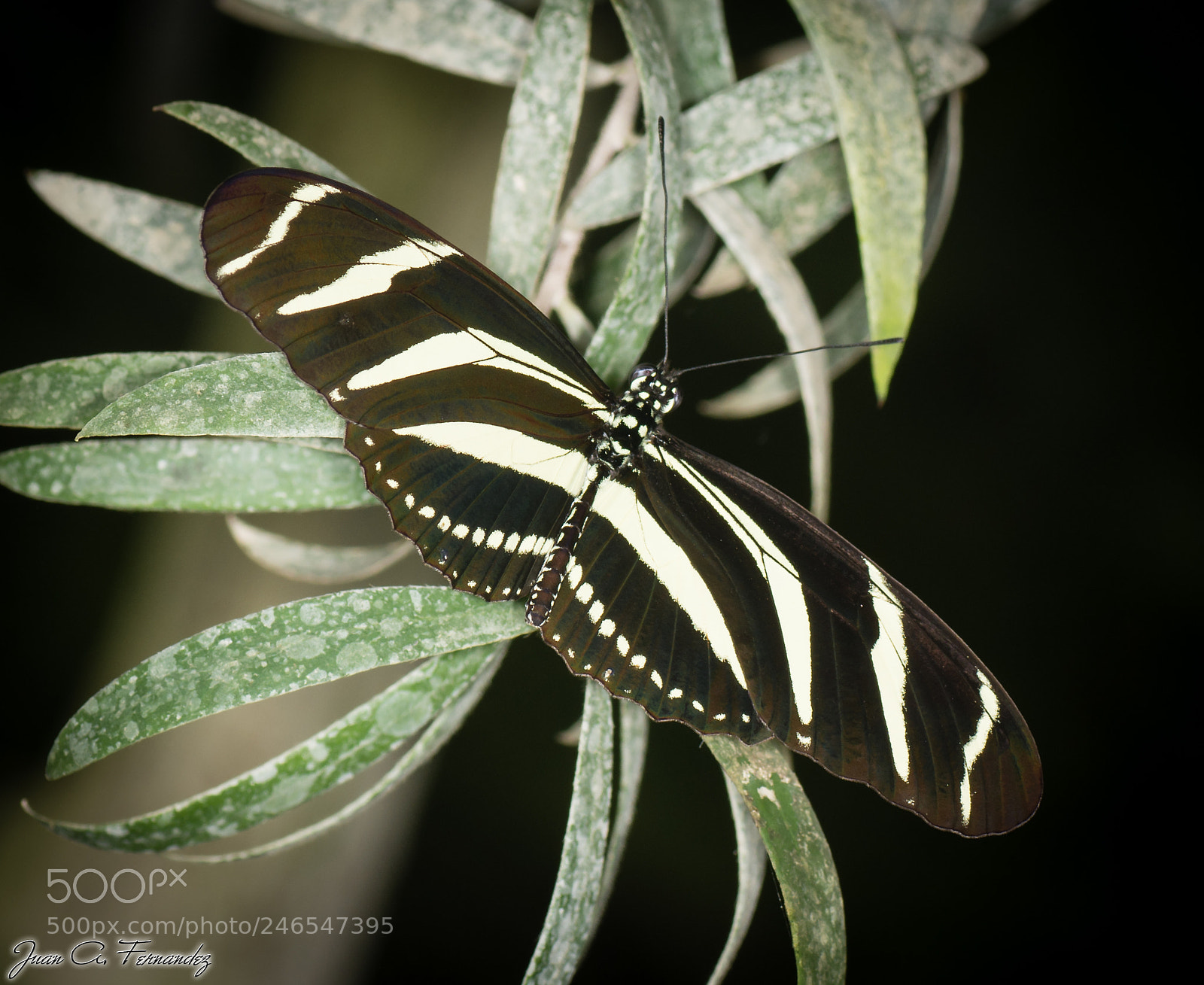 Nikon D7200 sample photo. Butterfly photography