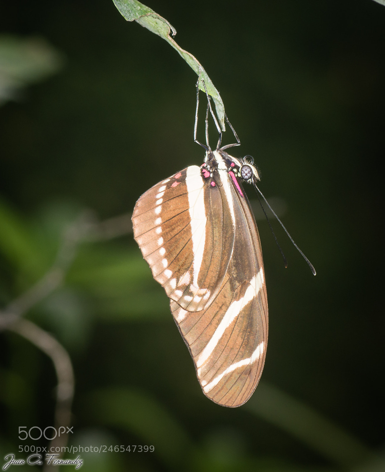 Nikon D7200 sample photo. Butterfly photography