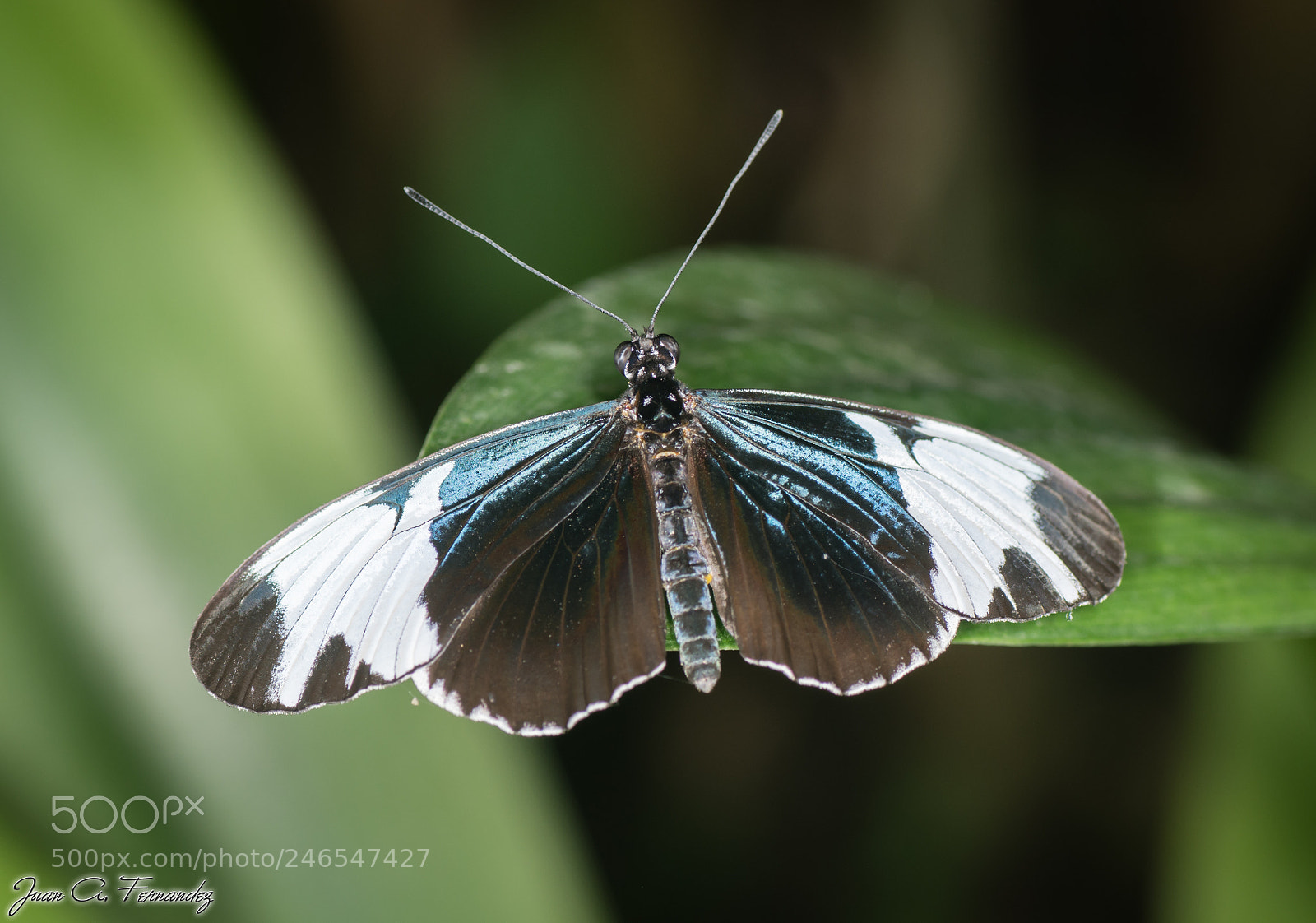 Nikon D7200 sample photo. Butterfly photography