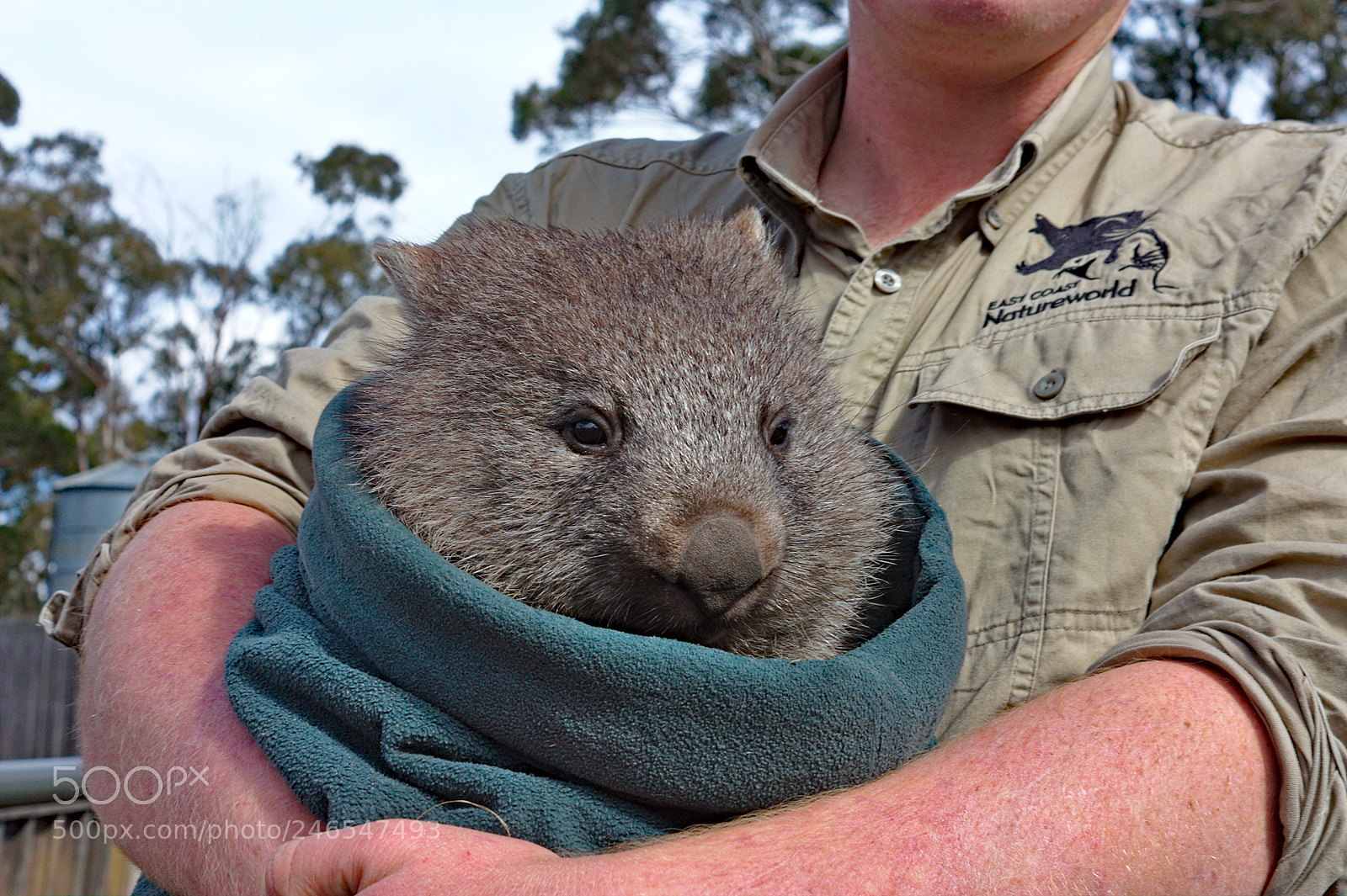 Canon EF-S 18-55mm F3.5-5.6 IS sample photo. Wombat photography