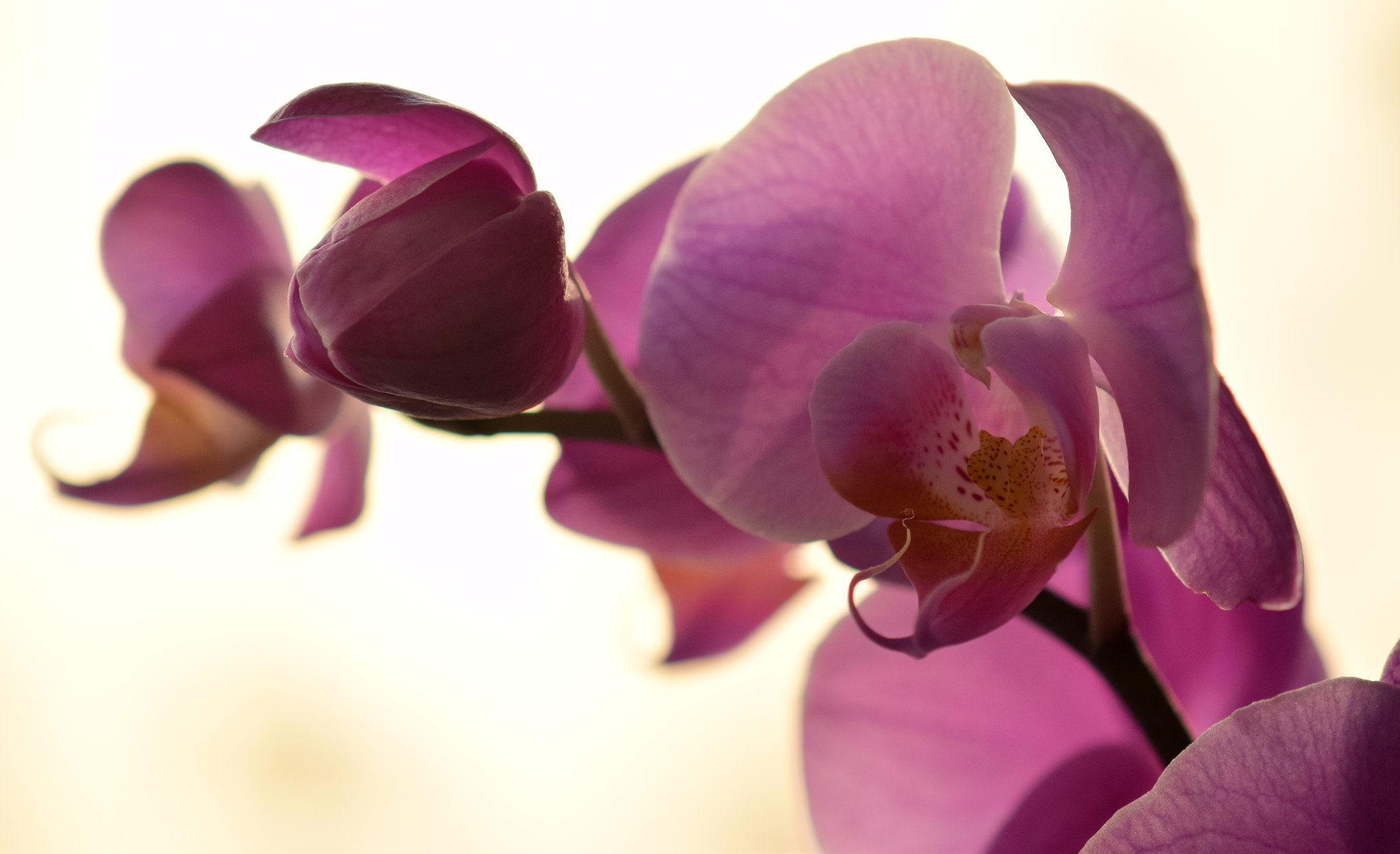Nikon AF-S DX Micro-Nikkor 85mm F3.5G ED VR sample photo. Orchid perspective photography