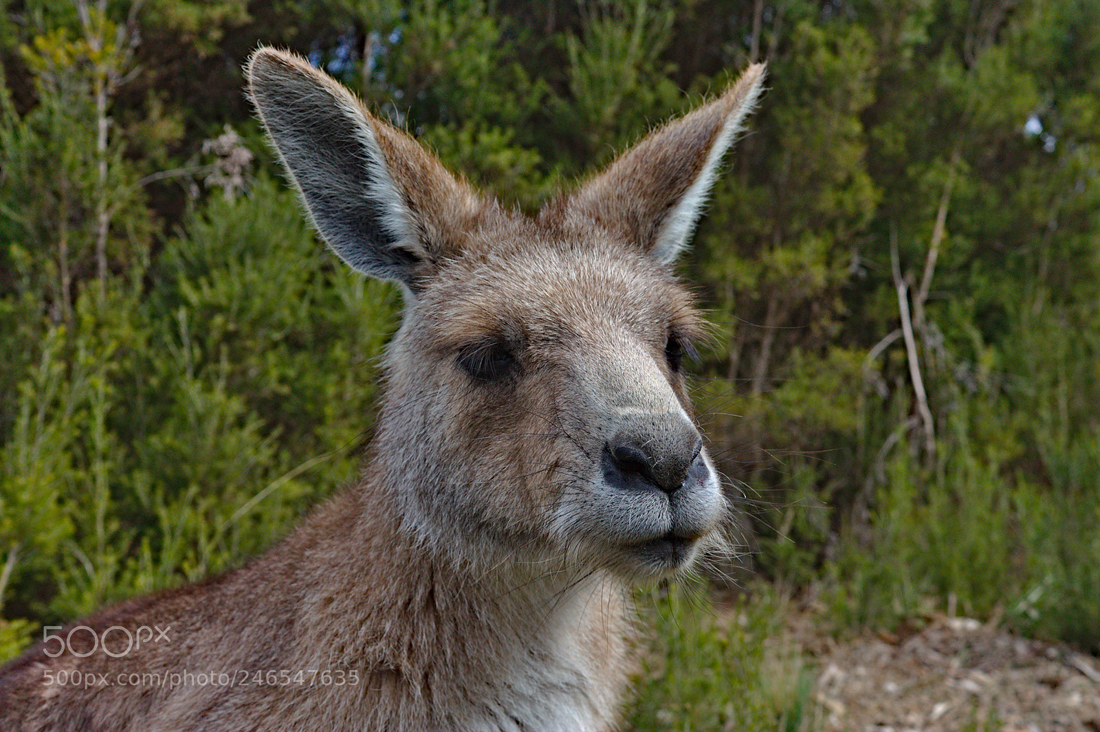 Canon EF-S 18-55mm F3.5-5.6 IS sample photo. Kangaroo photography
