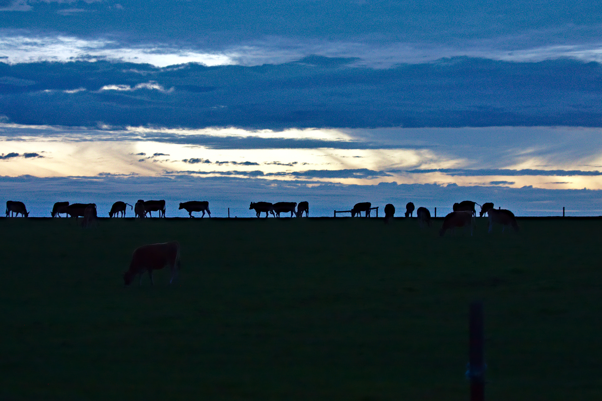 Canon EF 70-300mm F4-5.6 IS USM sample photo. Cows at horizon photography