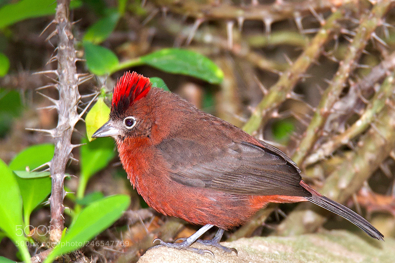 Nikon D750 sample photo. Beautiful red-crested finch photography