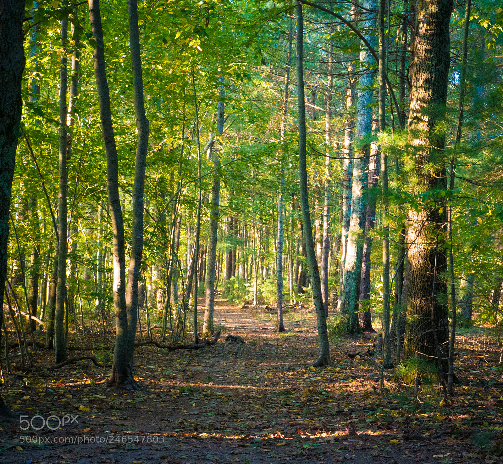 Panasonic Lumix DMC-G7 sample photo. Woods photography