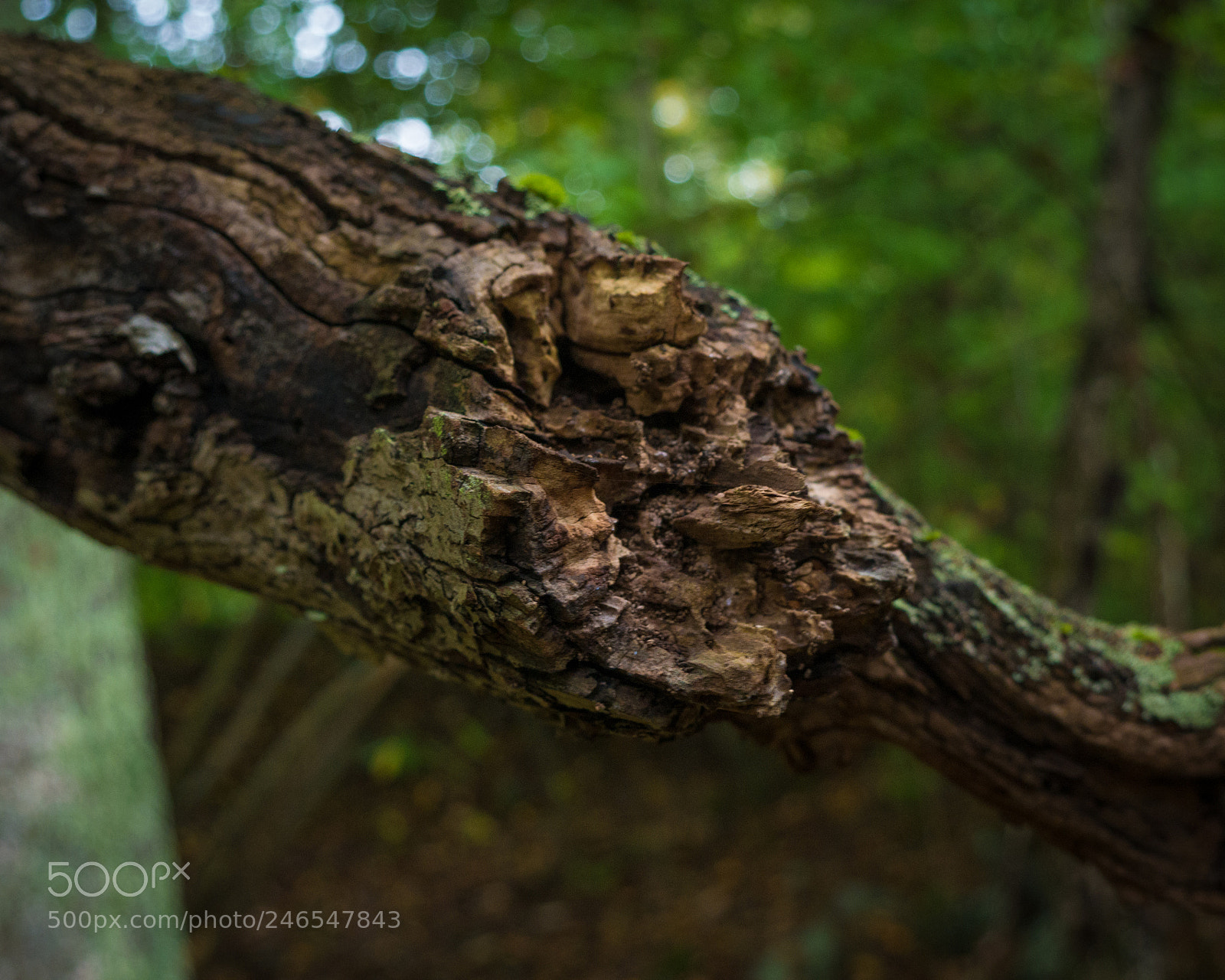 Panasonic Lumix DMC-G7 sample photo. Broken branch photography