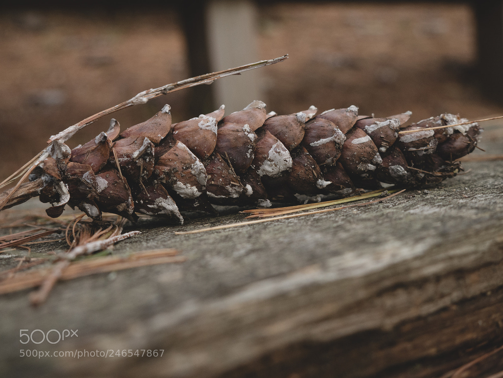 Panasonic Lumix DMC-G7 sample photo. Pine cone photography