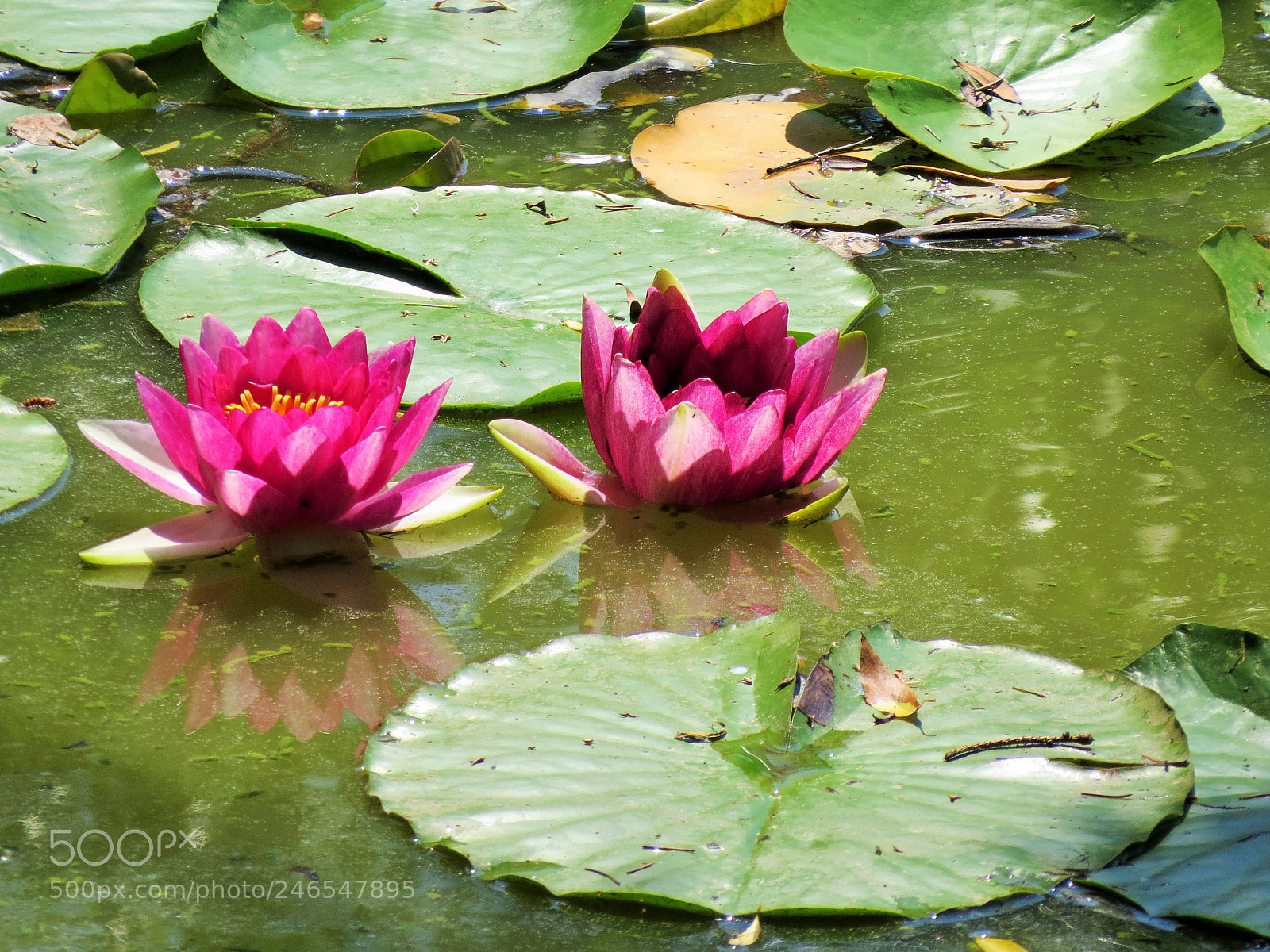 Canon PowerShot SX50 HS sample photo. 3.jpg photography