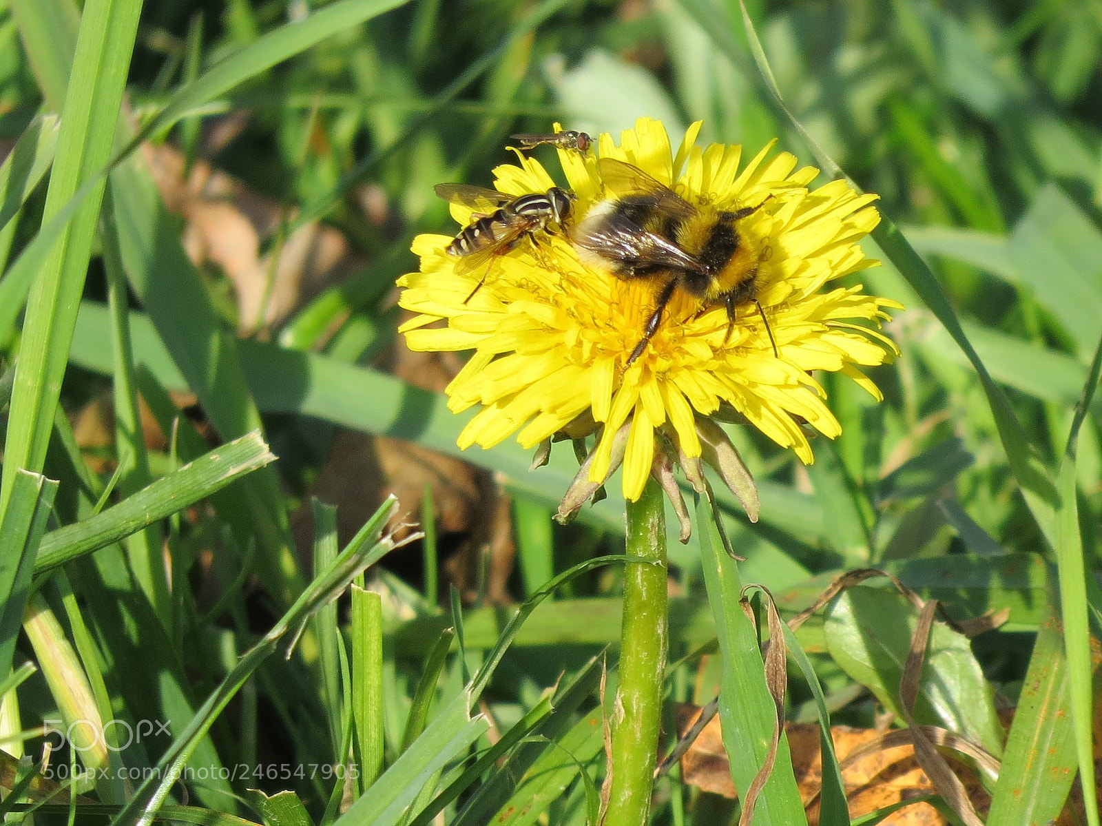 Canon PowerShot SX50 HS sample photo. 7.jpg photography