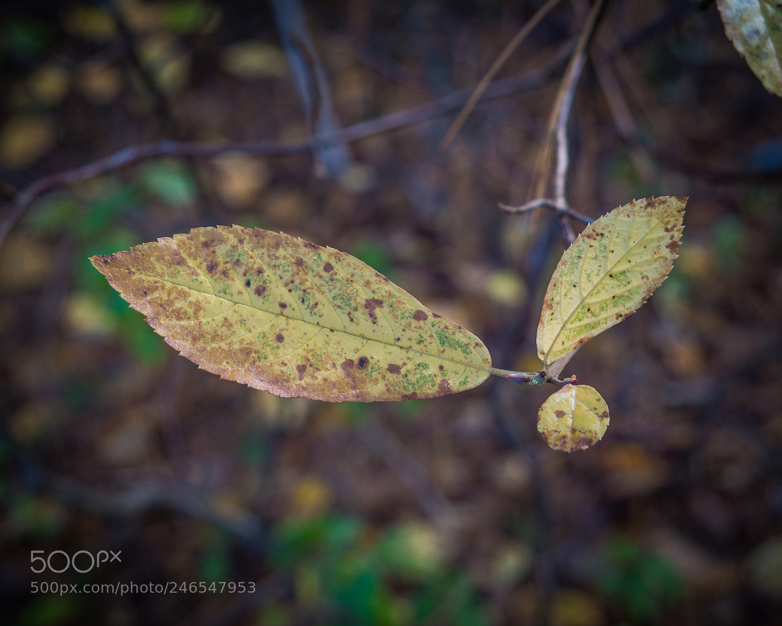 Panasonic Lumix DMC-G7 sample photo. Leaf background photography
