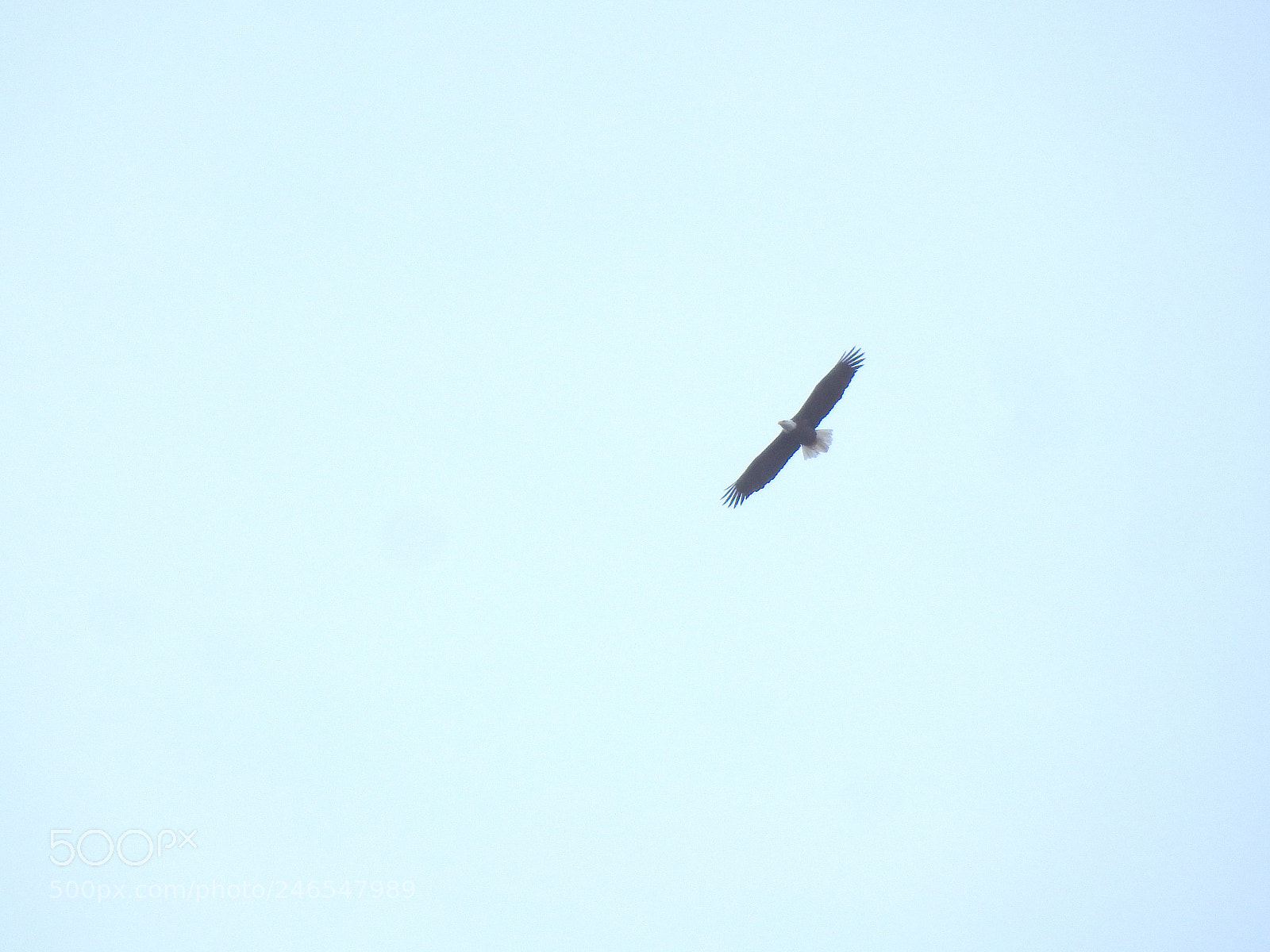 Nikon Coolpix P900 sample photo. Bald eagle photography