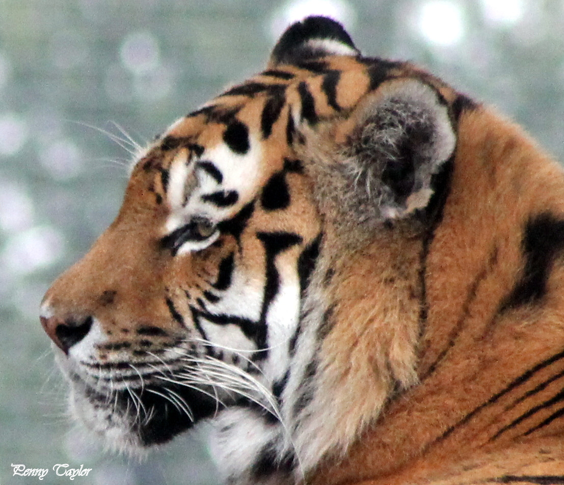 Canon EOS 1100D (EOS Rebel T3 / EOS Kiss X50) + EF75-300mm f/4-5.6 sample photo. Tiger photography
