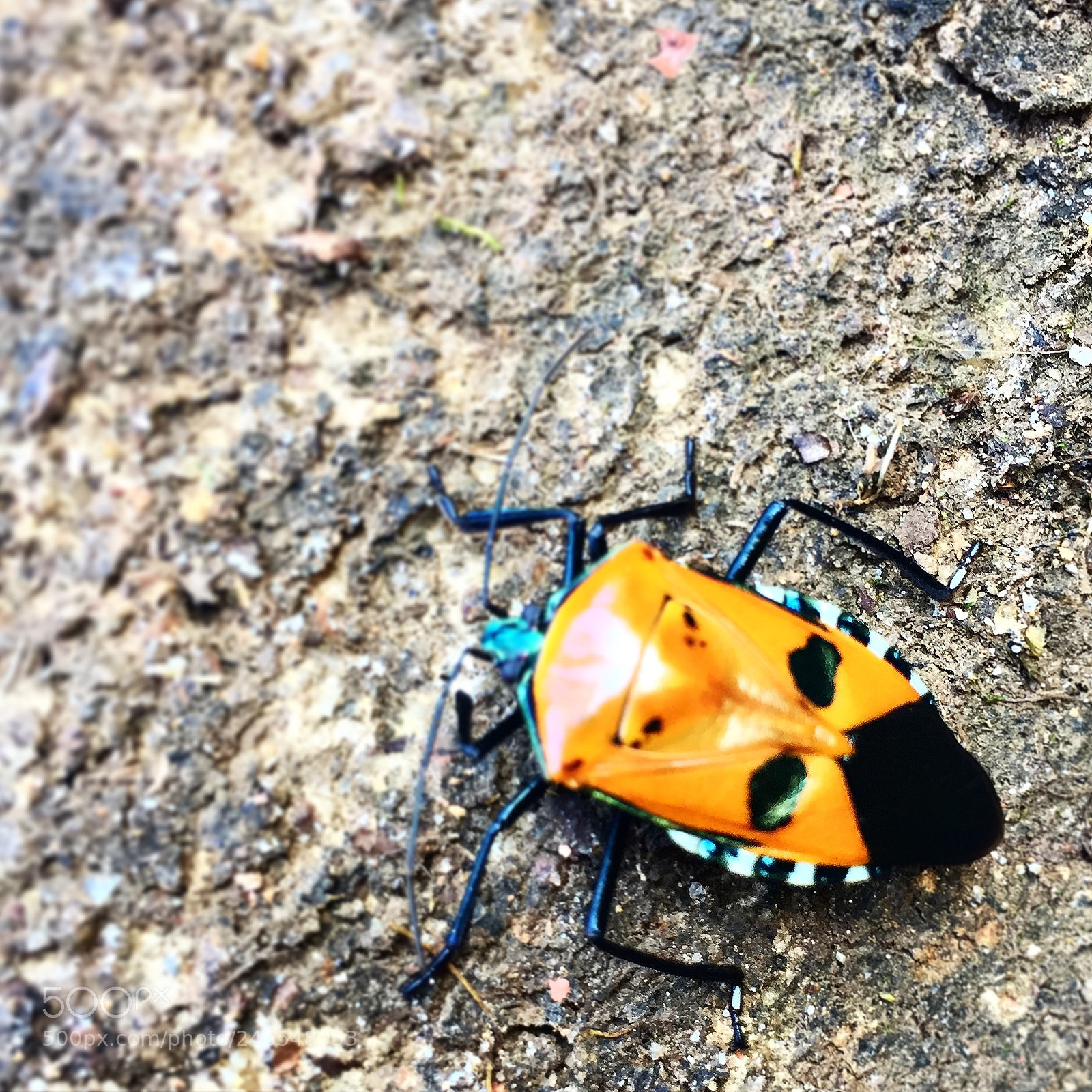 Apple iPhone 6 sample photo. Man-faced stink bug in photography