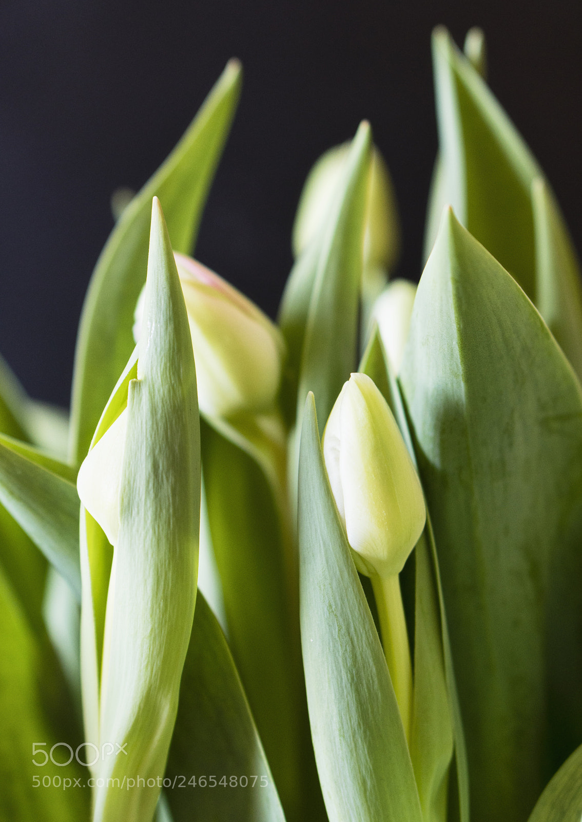 Sony a6300 sample photo. Tulips photography