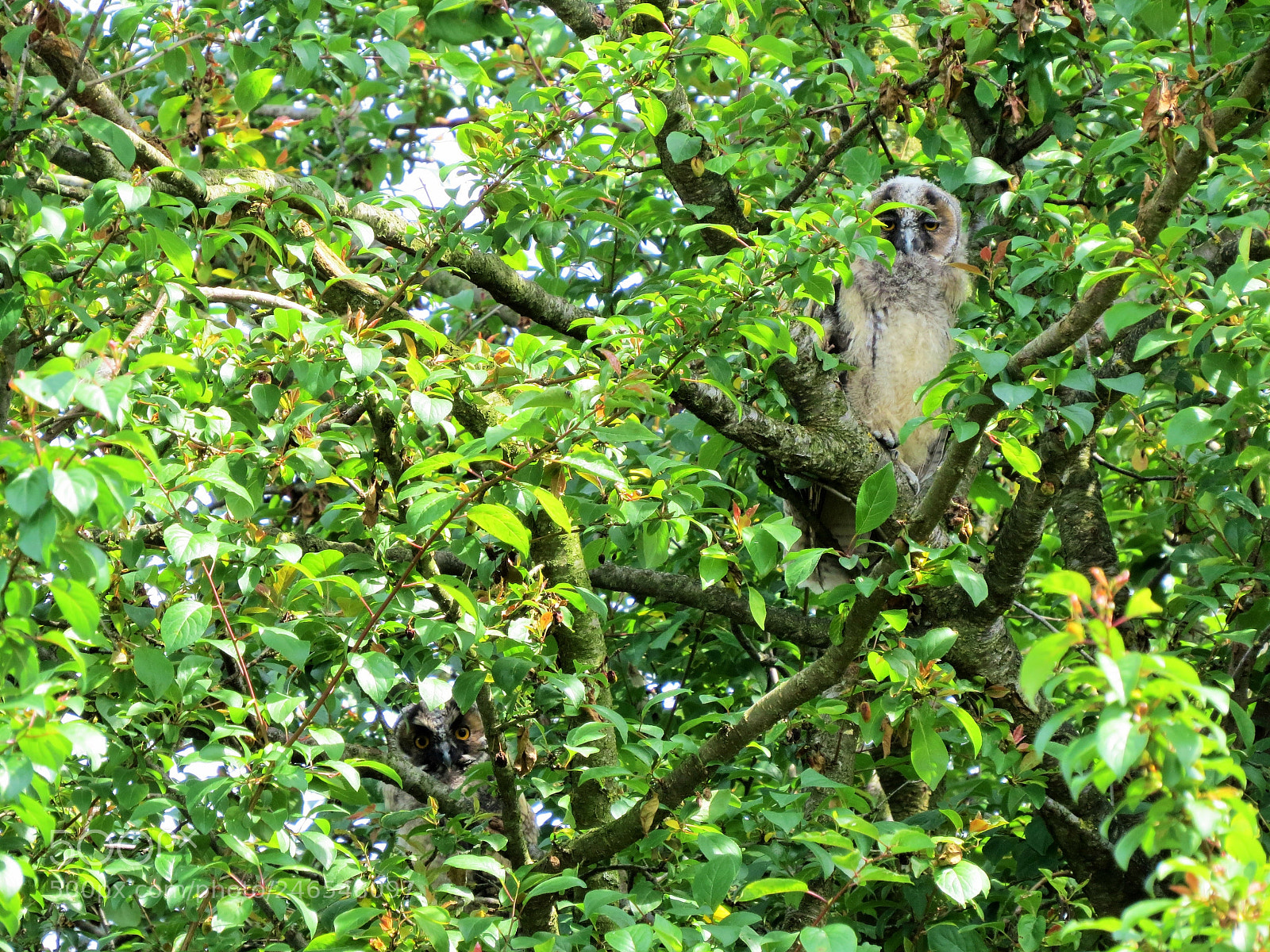 Canon PowerShot SX50 HS sample photo. () photography